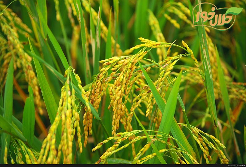 برنج طارم هاشمی، از دیار شمال