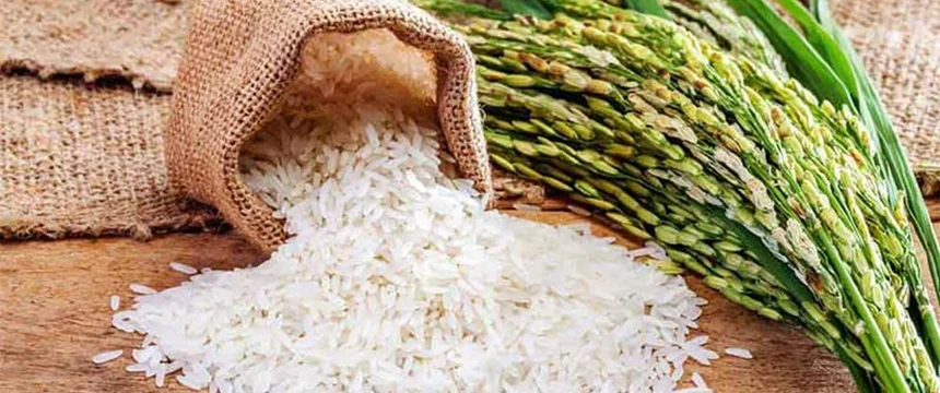 خرید برنج کشت دوم اعلا و ارزان از شرکت آرتین تجارت حلال خور
