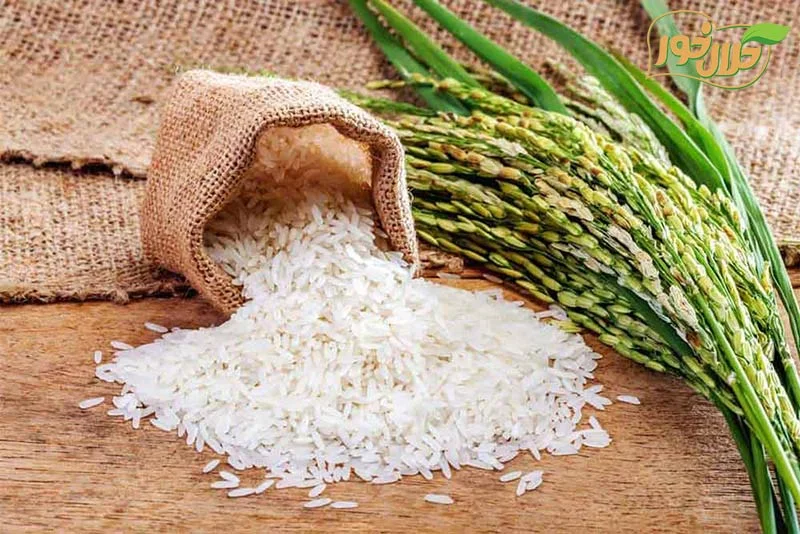 خرید برنج کشت دوم اعلا و ارزان از شرکت آرتین تجارت حلال خور